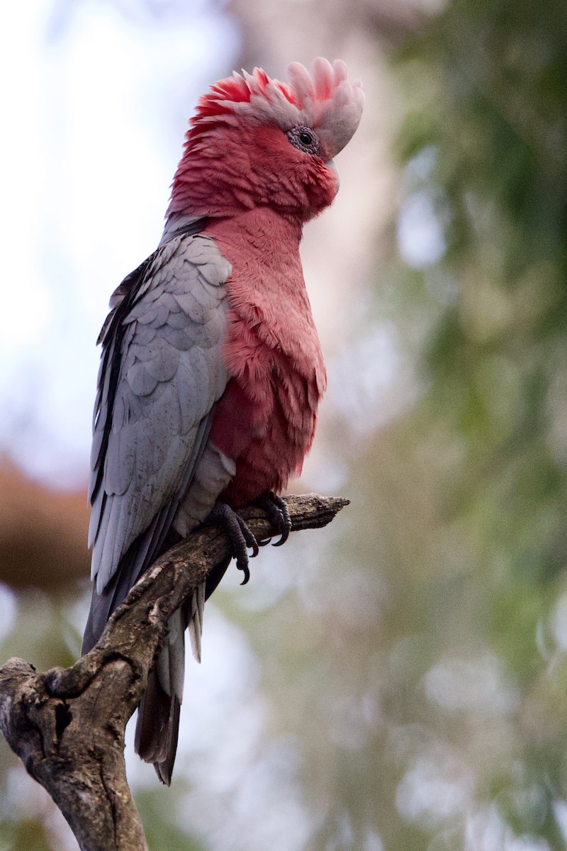 モモイロインコ - ML646428967