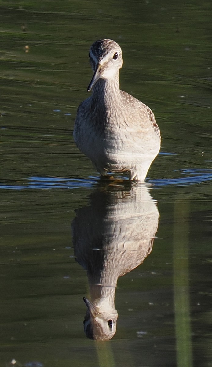 コキアシシギ - ML646428968