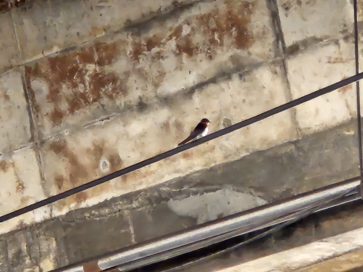 Pacific Swallow - ML646428969