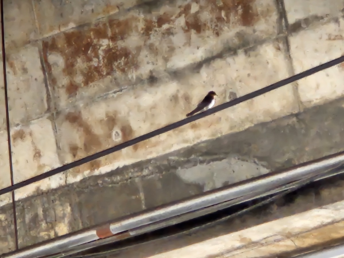 Pacific Swallow - ML646428970