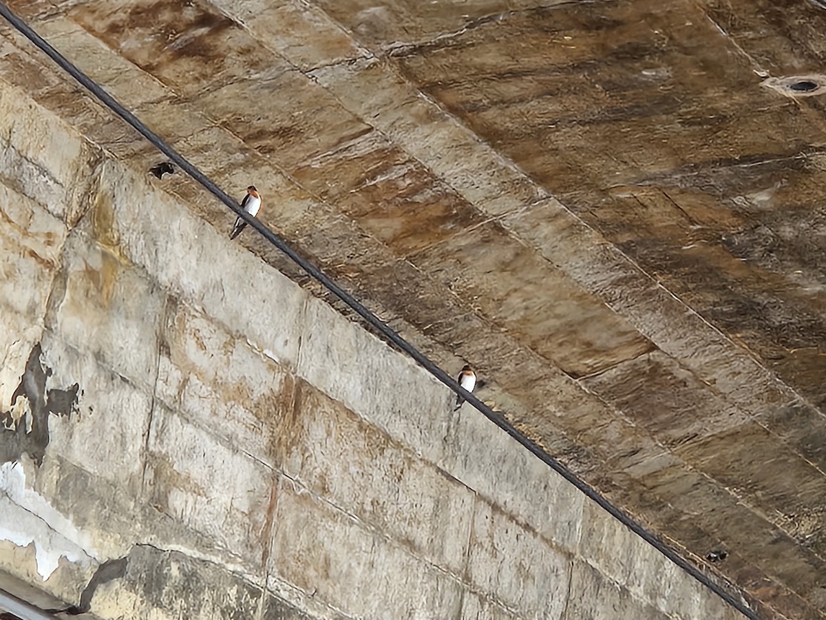 Pacific Swallow - ML646428971