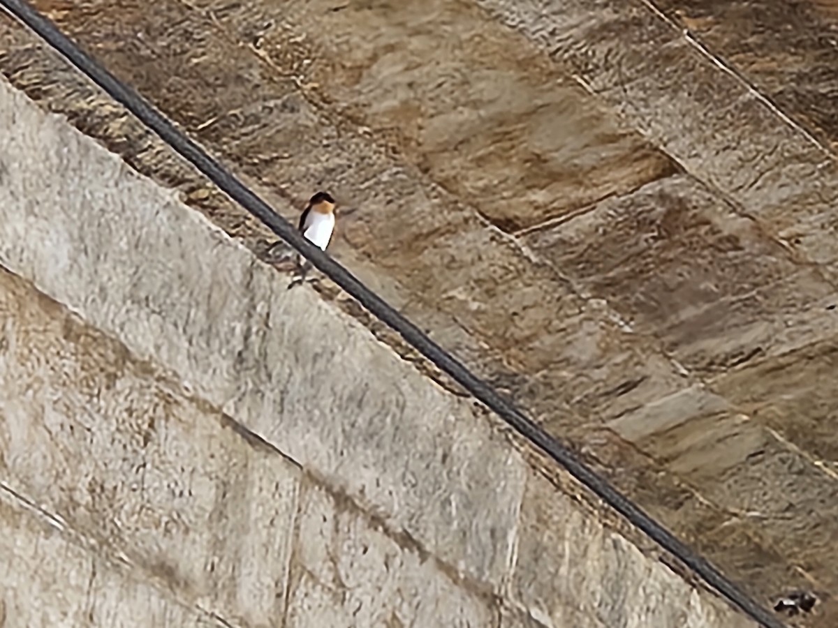 Pacific Swallow - ML646428972