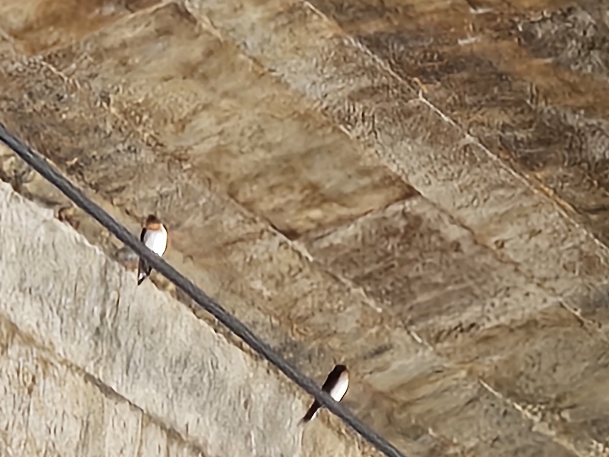 Pacific Swallow - ML646428973