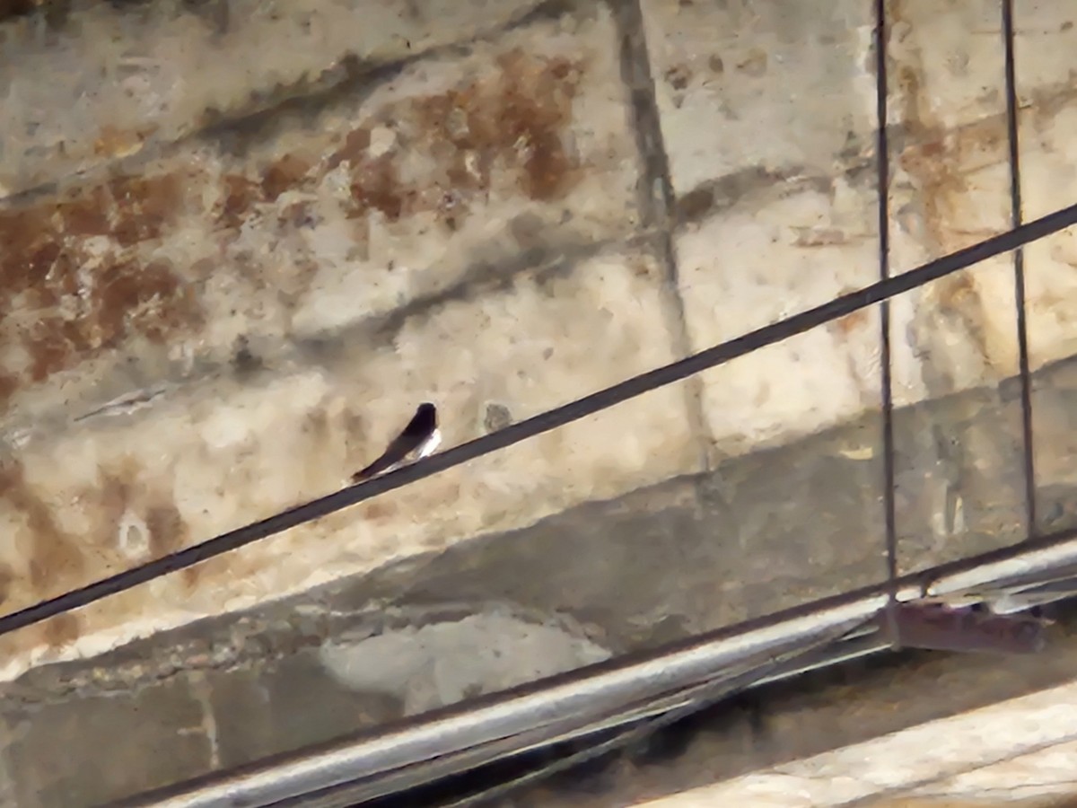 Pacific Swallow - ML646428974