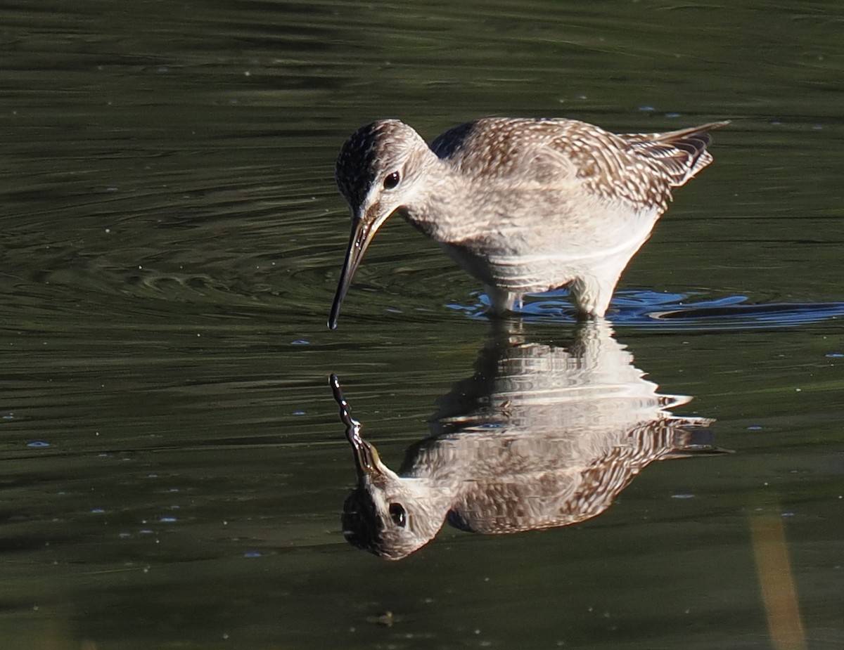 コキアシシギ - ML646428975