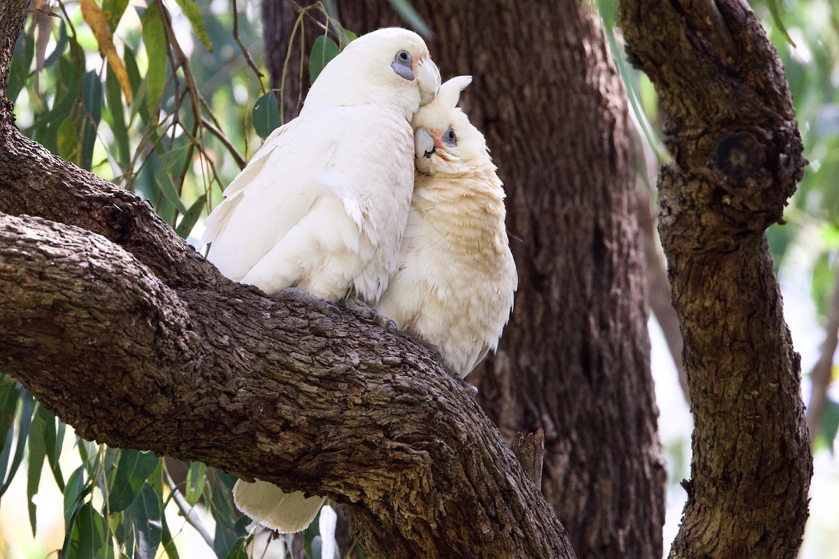 アカビタイムジオウム - ML646428976