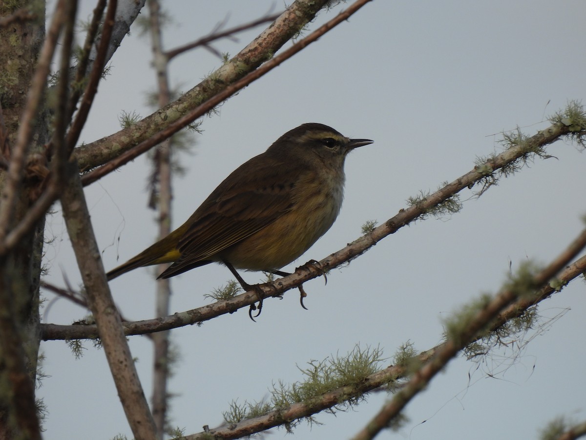 ヤシアメリカムシクイ - ML646428977