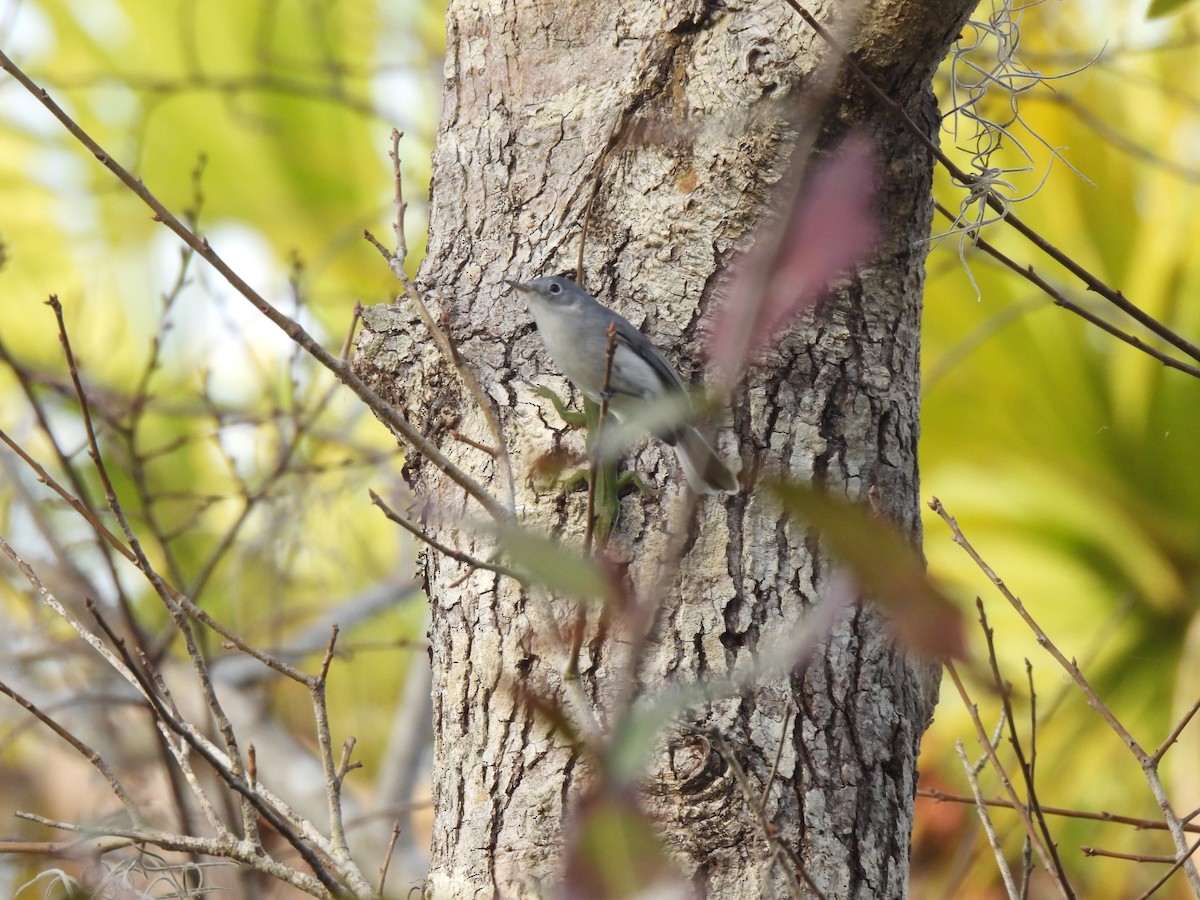 Голубая комароловка - ML646428982