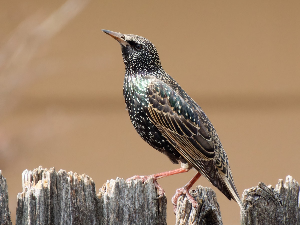 European Starling - ML646428983