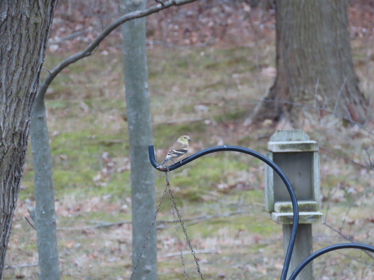 Altın İskete - ML646428984