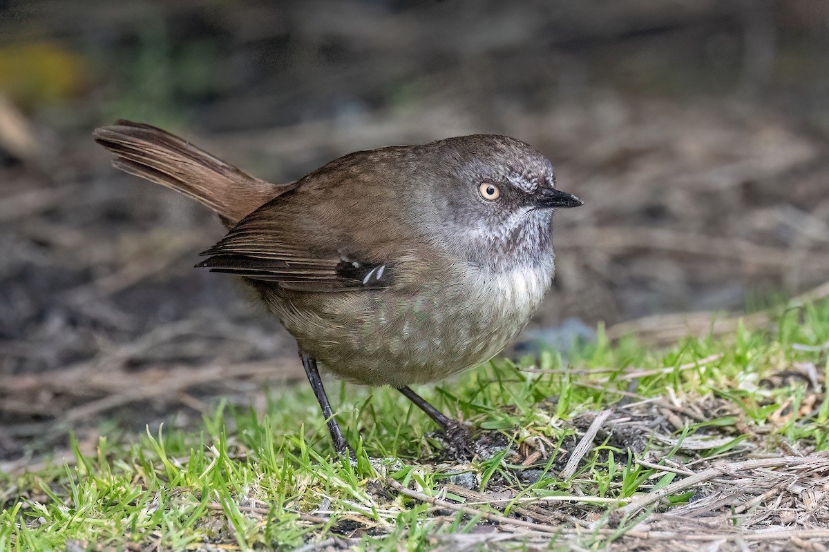 tasmankrattsmett - ML646428986