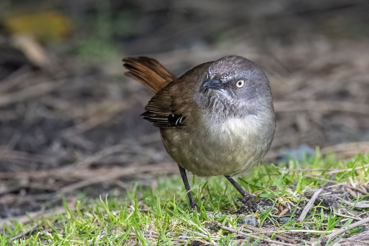 tasmankrattsmett - ML646428991