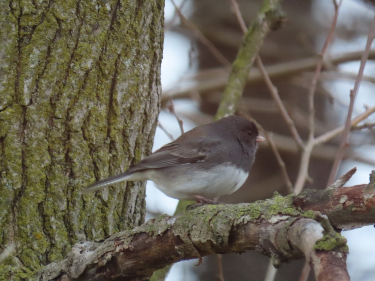 Dark-eyed Junco - ML646428997