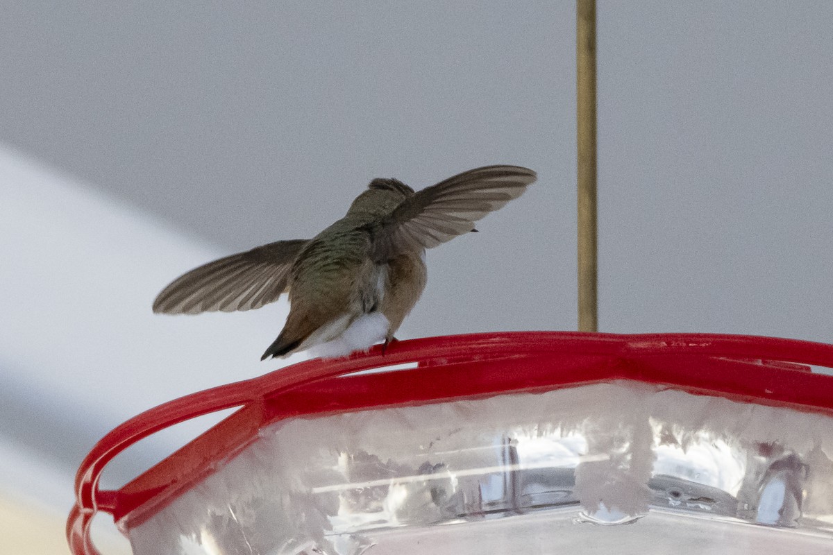 Rufous Hummingbird - ML646428998