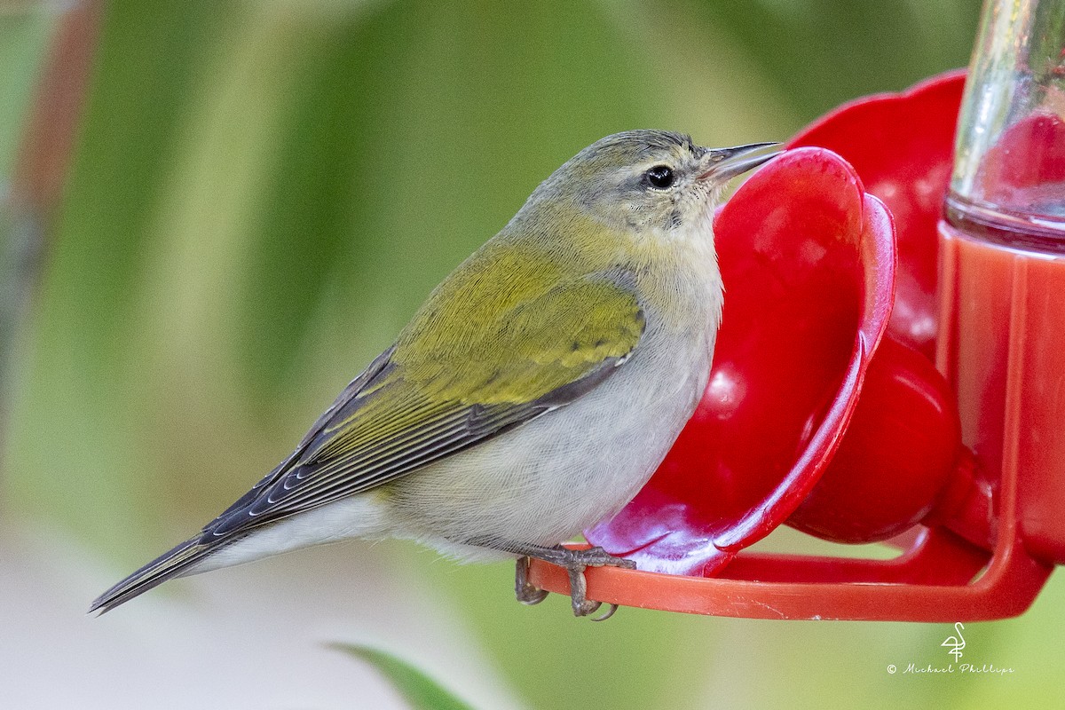 Tennessee Warbler - ML646429002