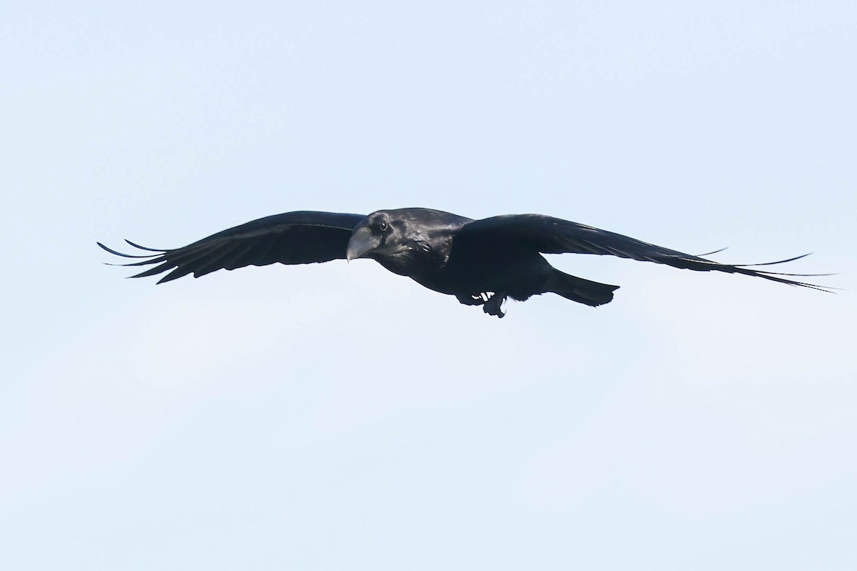 Common Raven - ML646429003