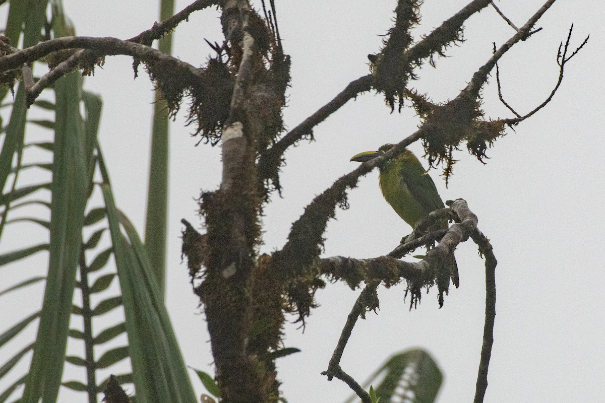 Northern Emerald-Toucanet - ML646429004