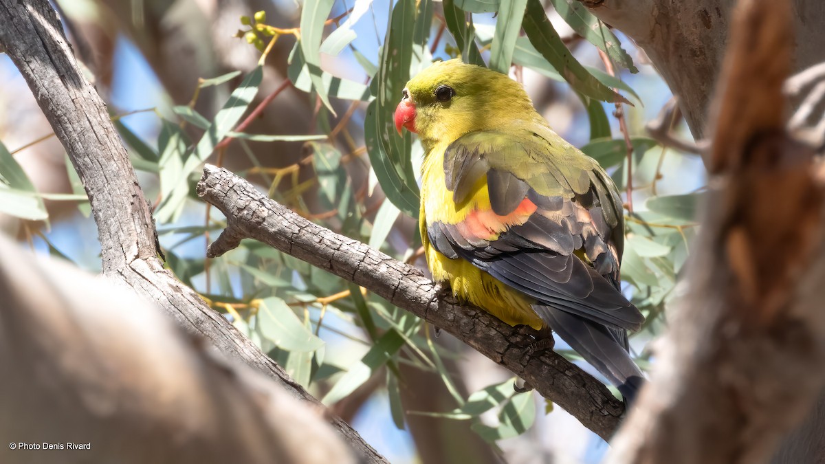 Regent Parrot - ML646429005
