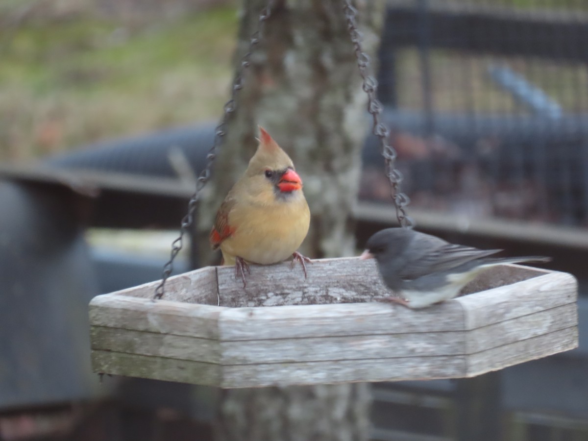 Kardinal arrunta - ML646429008