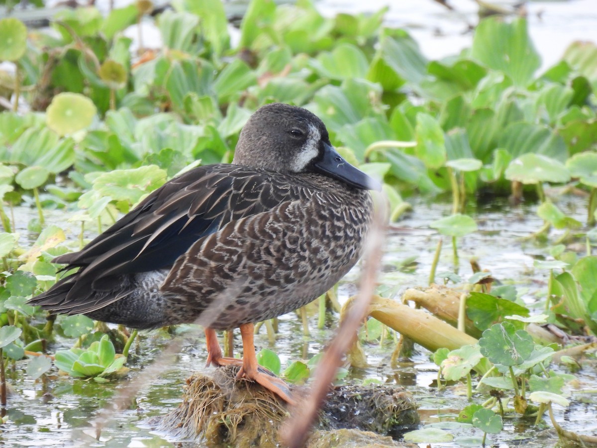 čírka modrokřídlá - ML646429009