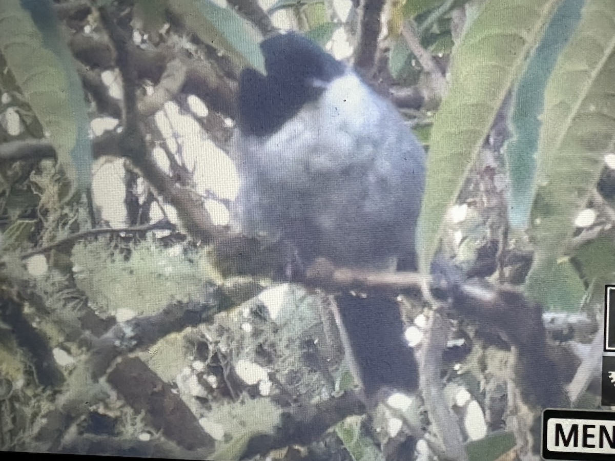 Black-backed Bush Tanager - ML646429011
