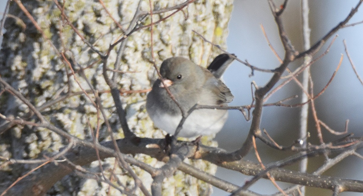 Dark-eyed Junco - ML646429018