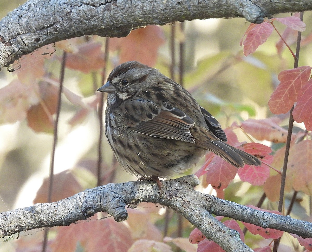 Song Sparrow - ML646429021