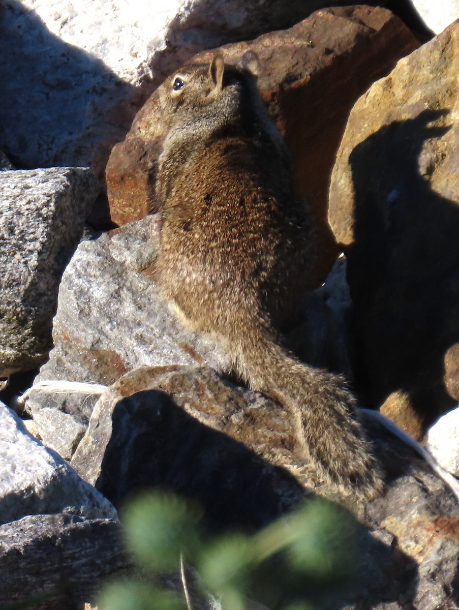 California Ground Squirrel - ML646429022