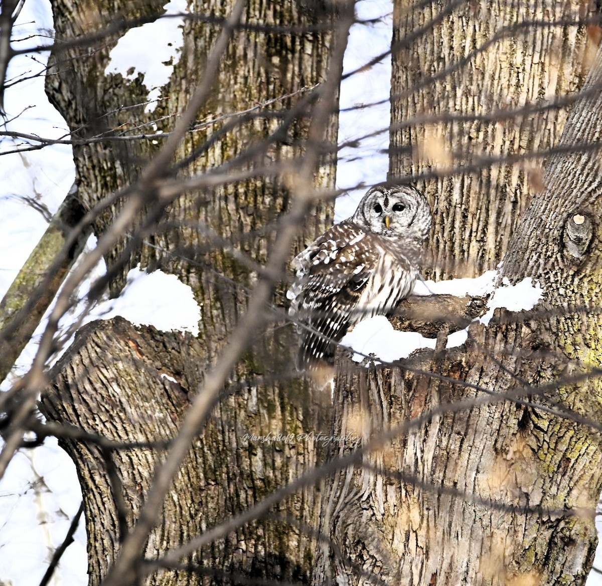 Barred Owl - ML646429028