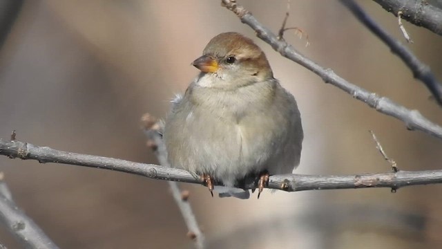 House Sparrow - ML646429030