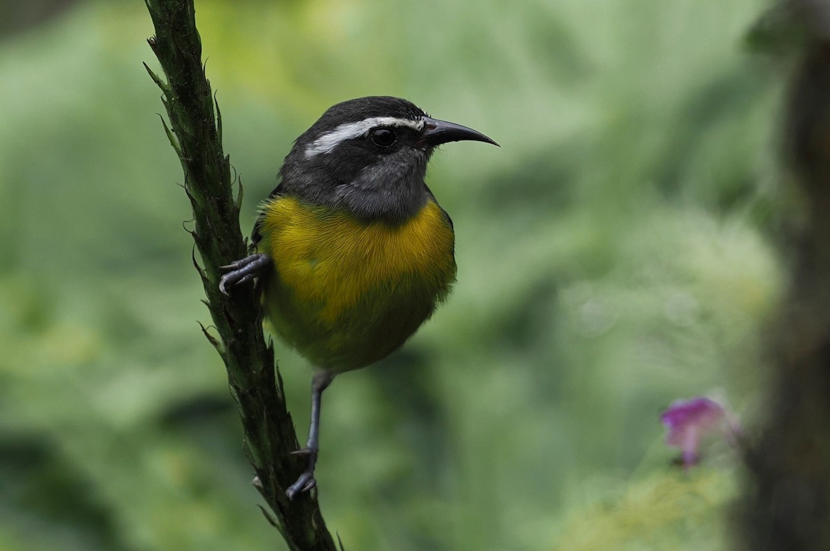 Bananaquit - ML646429032