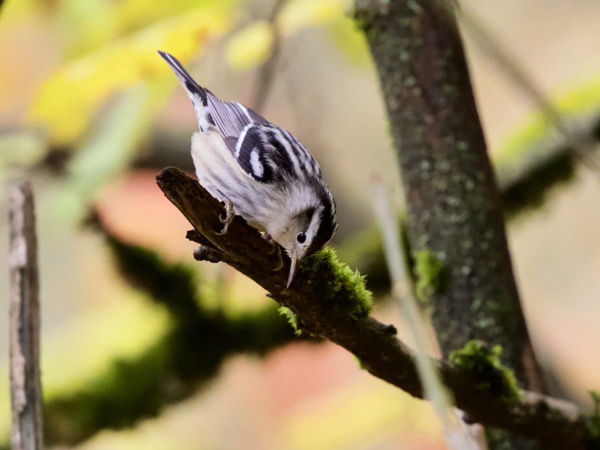 Black-and-white Warbler - ML646429034