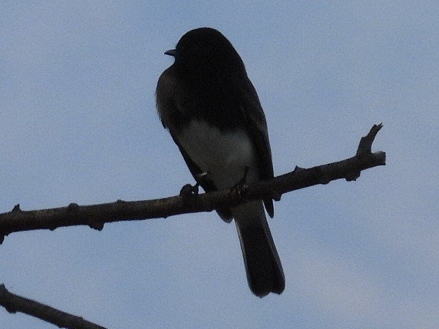 Black Phoebe - ML646429036