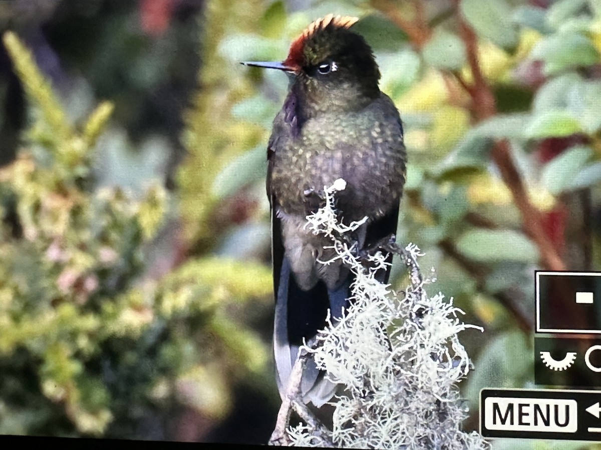 ニジイロコバシハチドリ - ML646429040