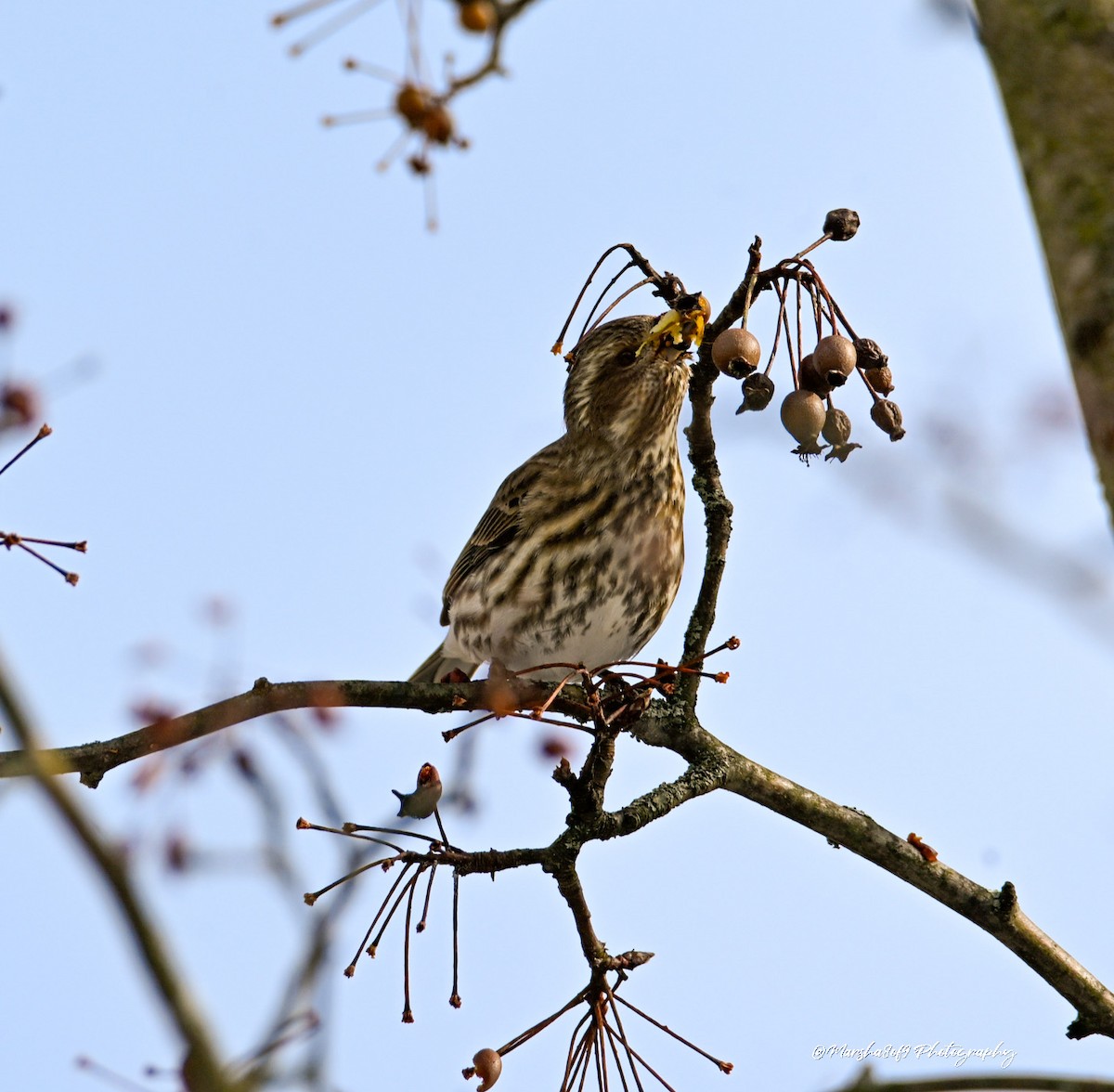 ムラサキマシコ - ML646429041