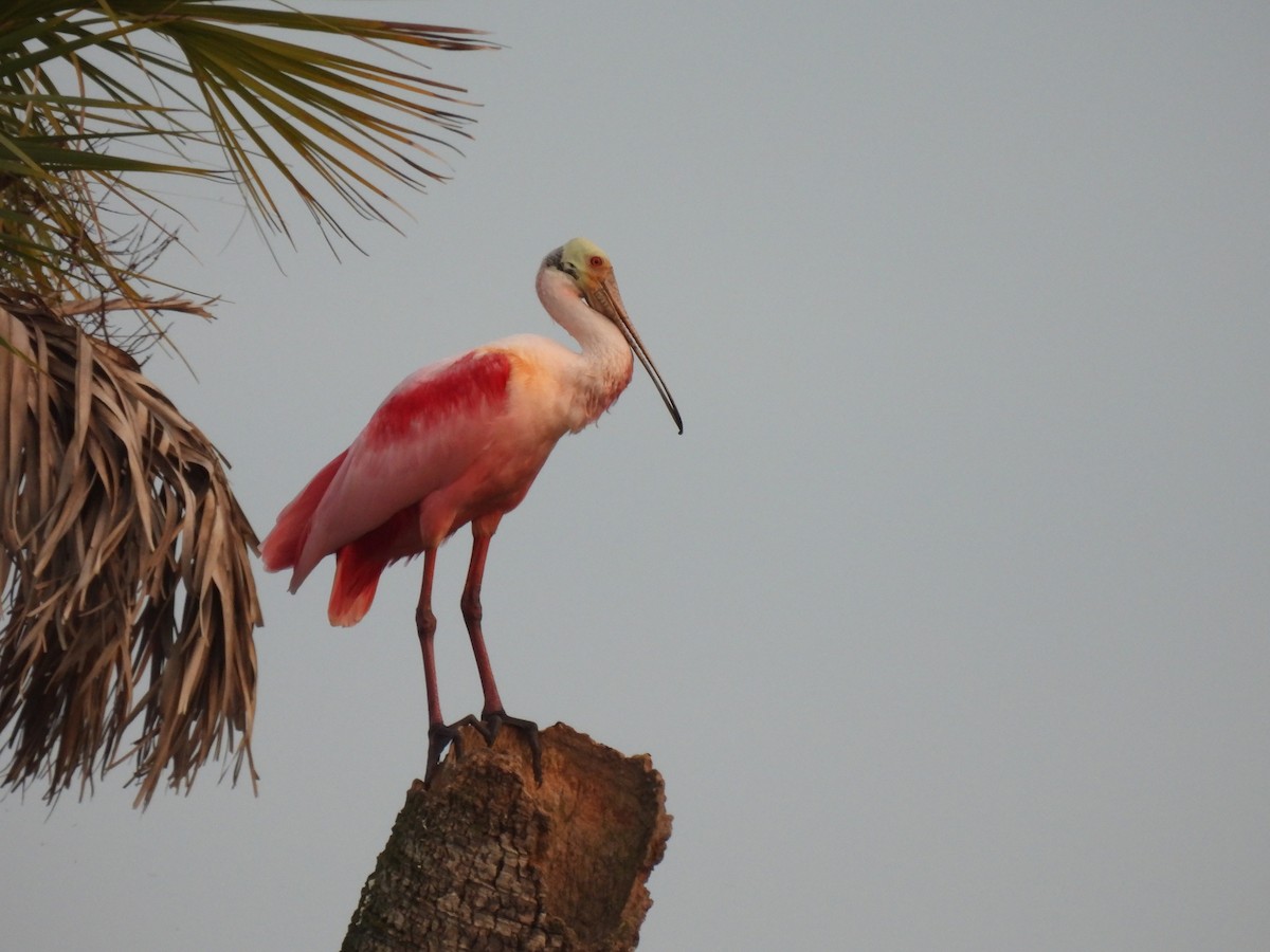 ベニヘラサギ - ML646429044