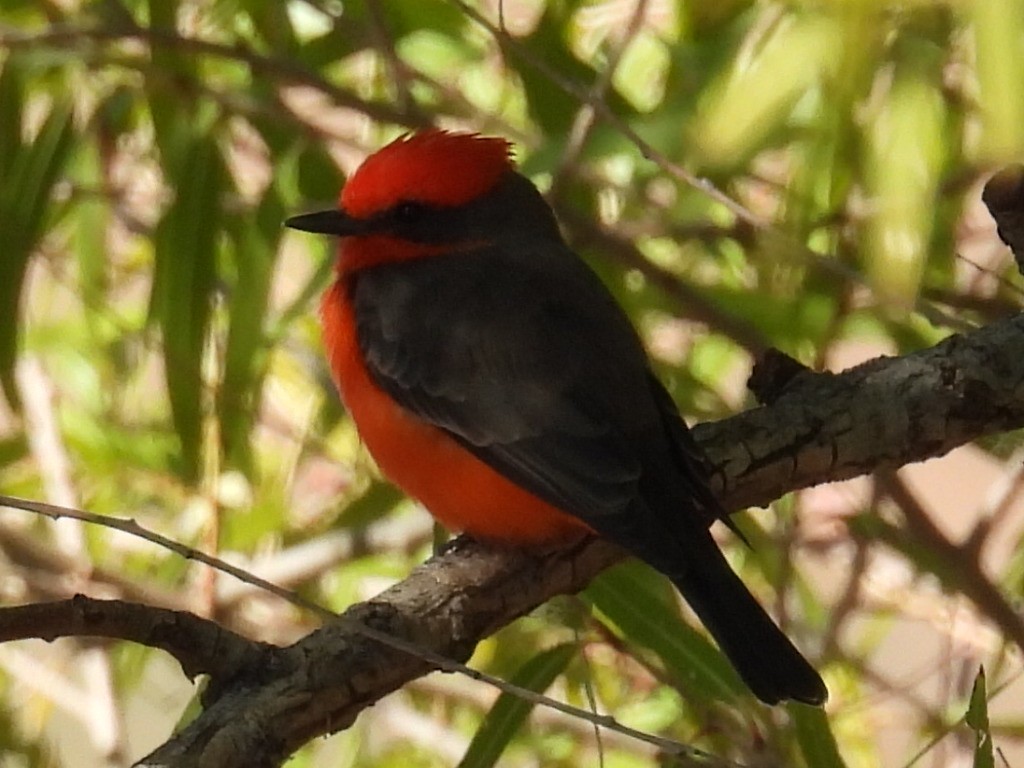 ベニタイランチョウ - ML646429046