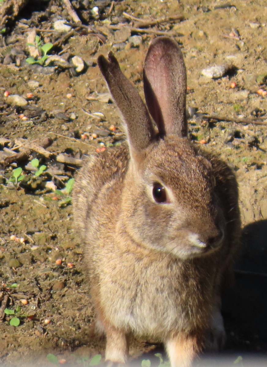 Desert Cottontail - ML646429047