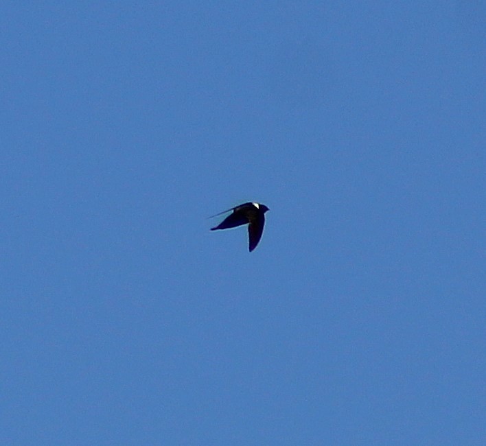 クビワアマツバメ - ML646429048