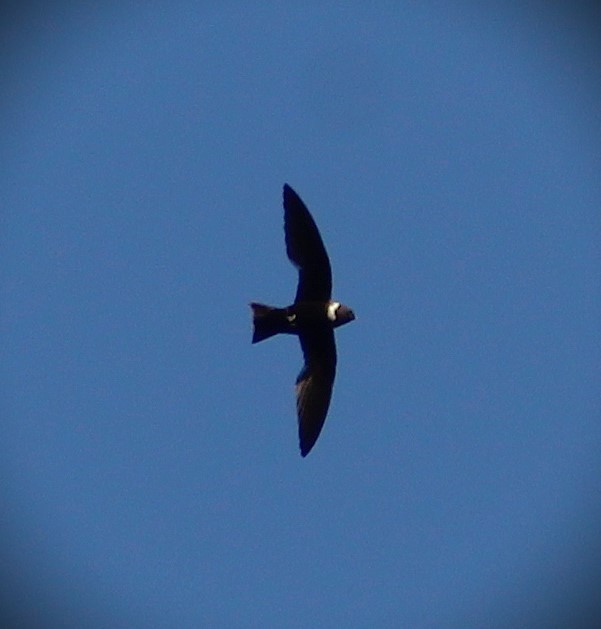 クビワアマツバメ - ML646429049