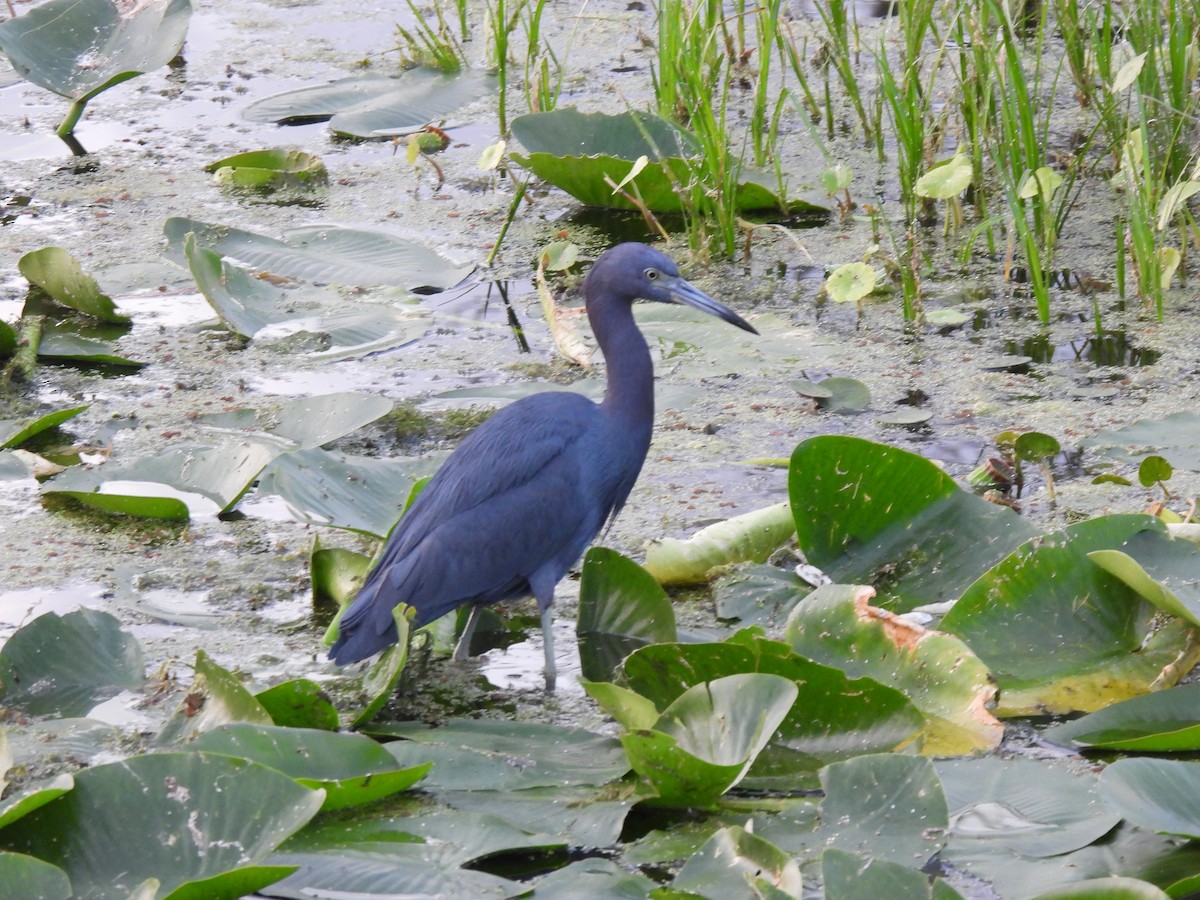 ヒメアカクロサギ - ML646429050