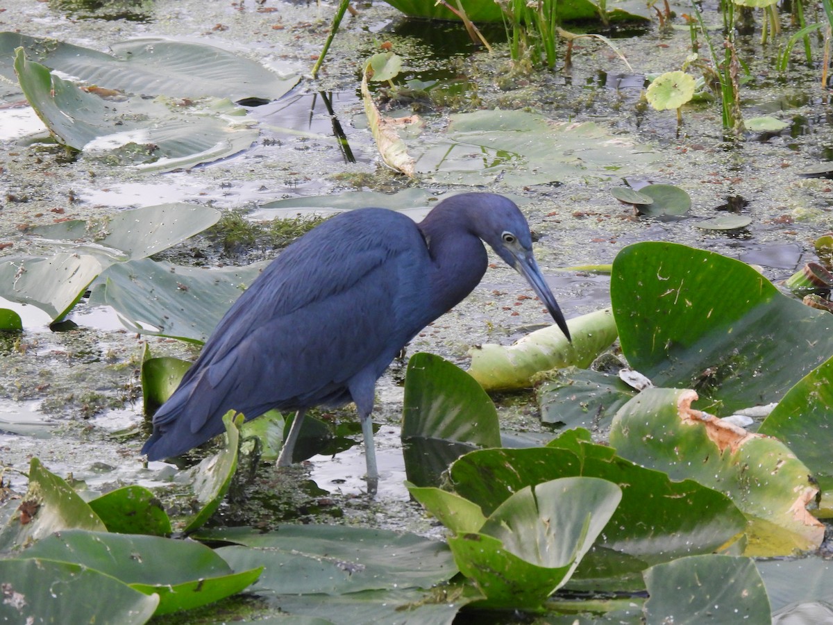 ヒメアカクロサギ - ML646429051