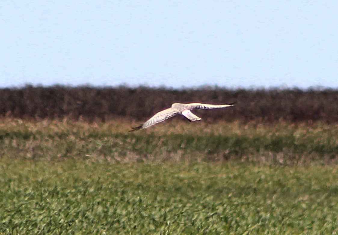 アメリカハイイロチュウヒ - ML646429052