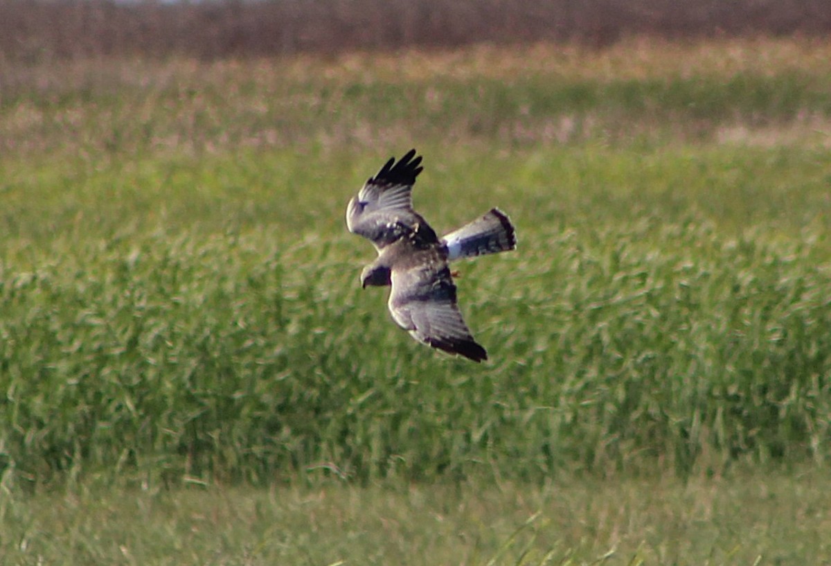 アメリカハイイロチュウヒ - ML646429053