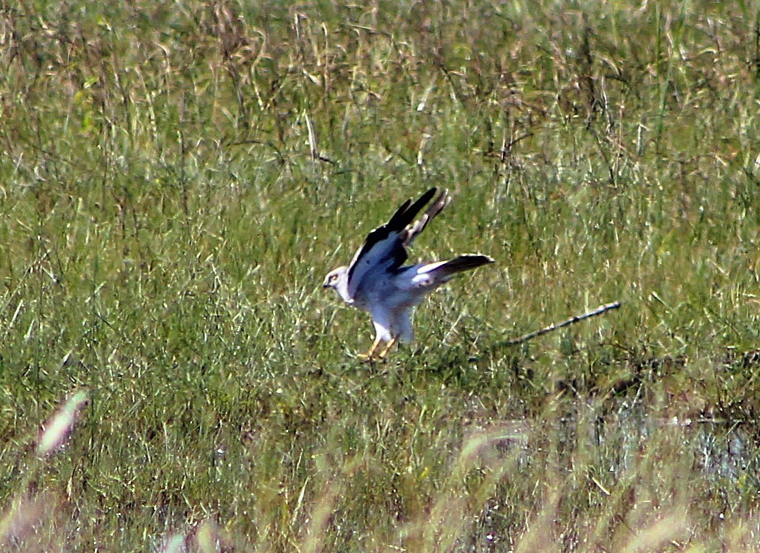 アメリカハイイロチュウヒ - ML646429054