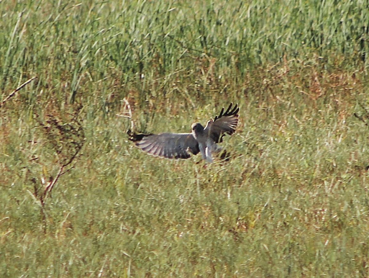 アメリカハイイロチュウヒ - ML646429055