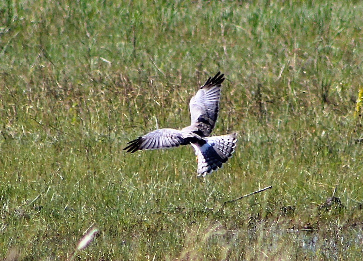 アメリカハイイロチュウヒ - ML646429056