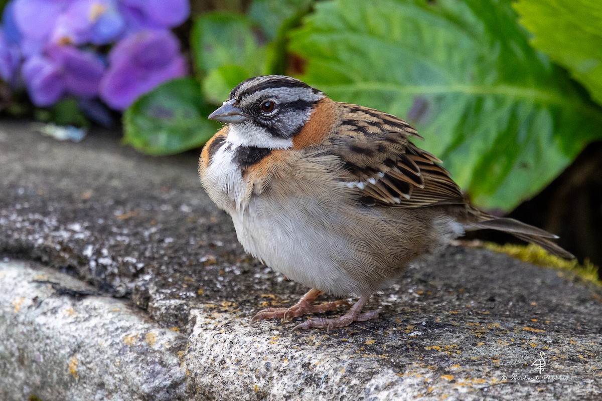 アカエリシトド - ML646429057