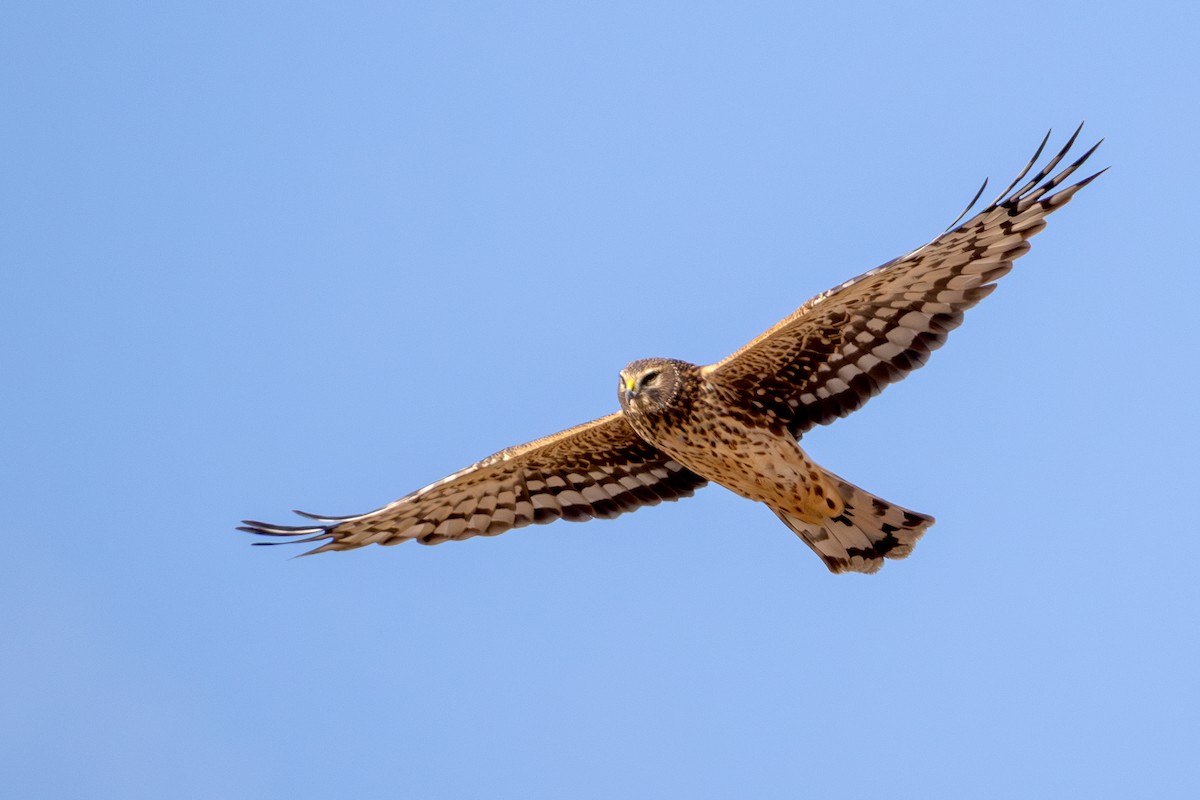 アメリカハイイロチュウヒ - ML646429058