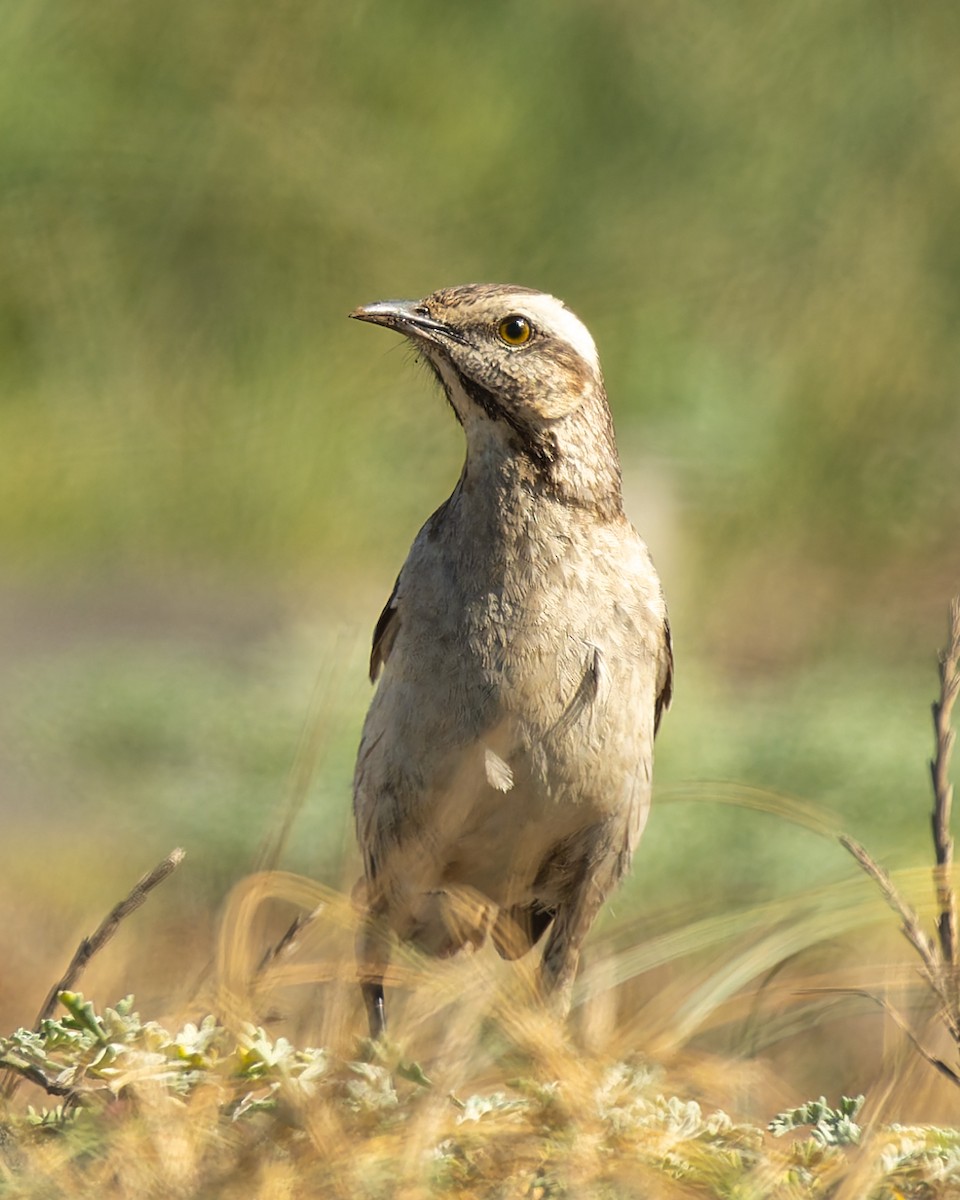 チリーマネシツグミ - ML646429059